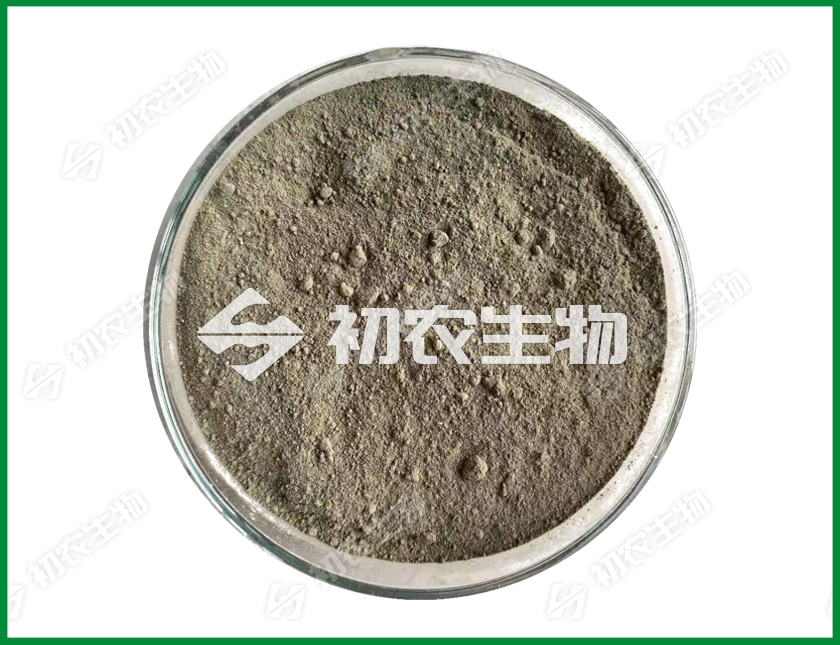 綠僵菌（蟲(chóng)生真菌類）