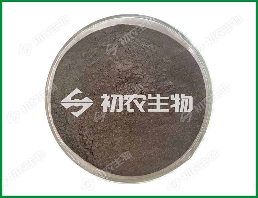 黑曲霉（曲霉類）