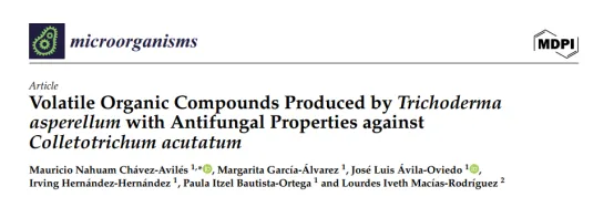 棘孢木霉揮發(fā)性有機(jī)物有效抑制炭疽菌生長