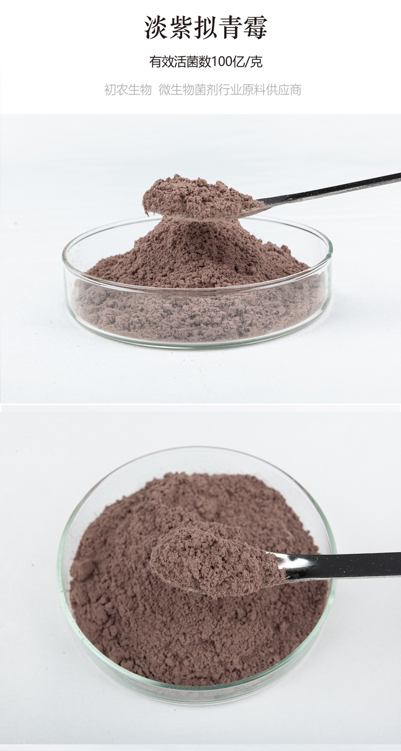 淡紫擬青霉(青霉類)(圖1) 淡紫擬青霉(青霉類)(圖1)