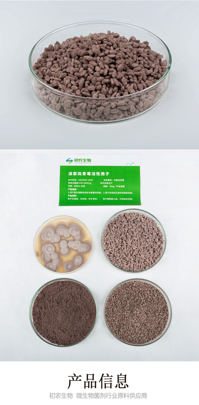 淡紫擬青霉(青霉類)(圖2) 淡紫擬青霉(青霉類)(圖2)