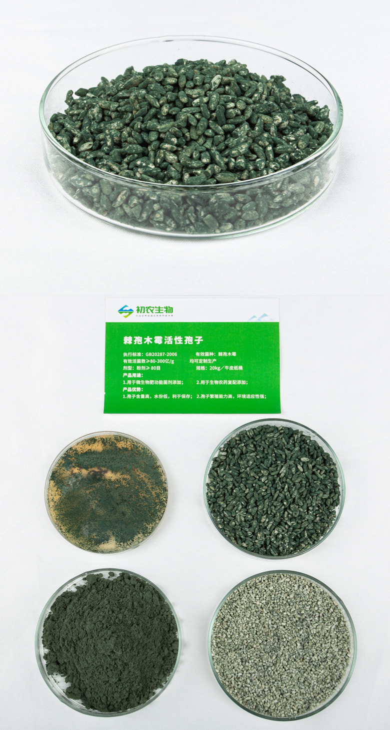 棘孢木霉脫孢粒(木霉類)(圖2) 棘孢木霉脫孢粒(木霉類)(圖2)