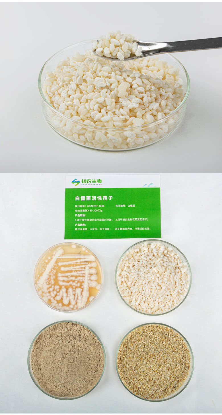 白僵菌(蟲生真菌類)(圖2) 白僵菌(蟲生真菌類)(圖2)