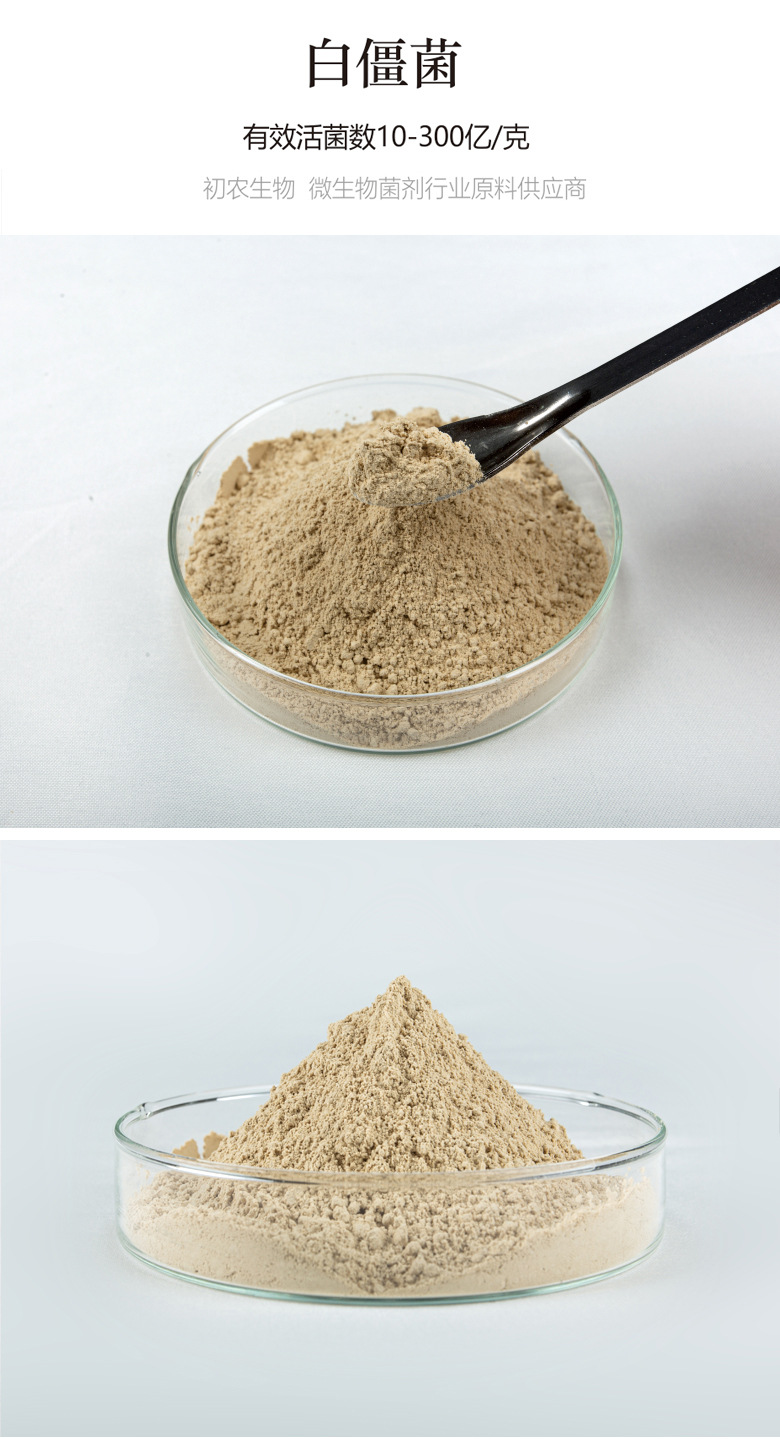 白僵菌(蟲生真菌類)(圖1) 白僵菌(蟲生真菌類)(圖1)