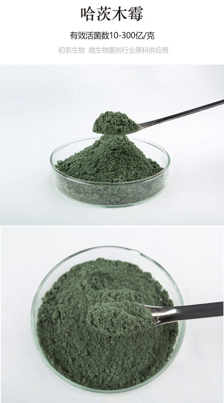 哈茨木霉（木霉類）(圖1)