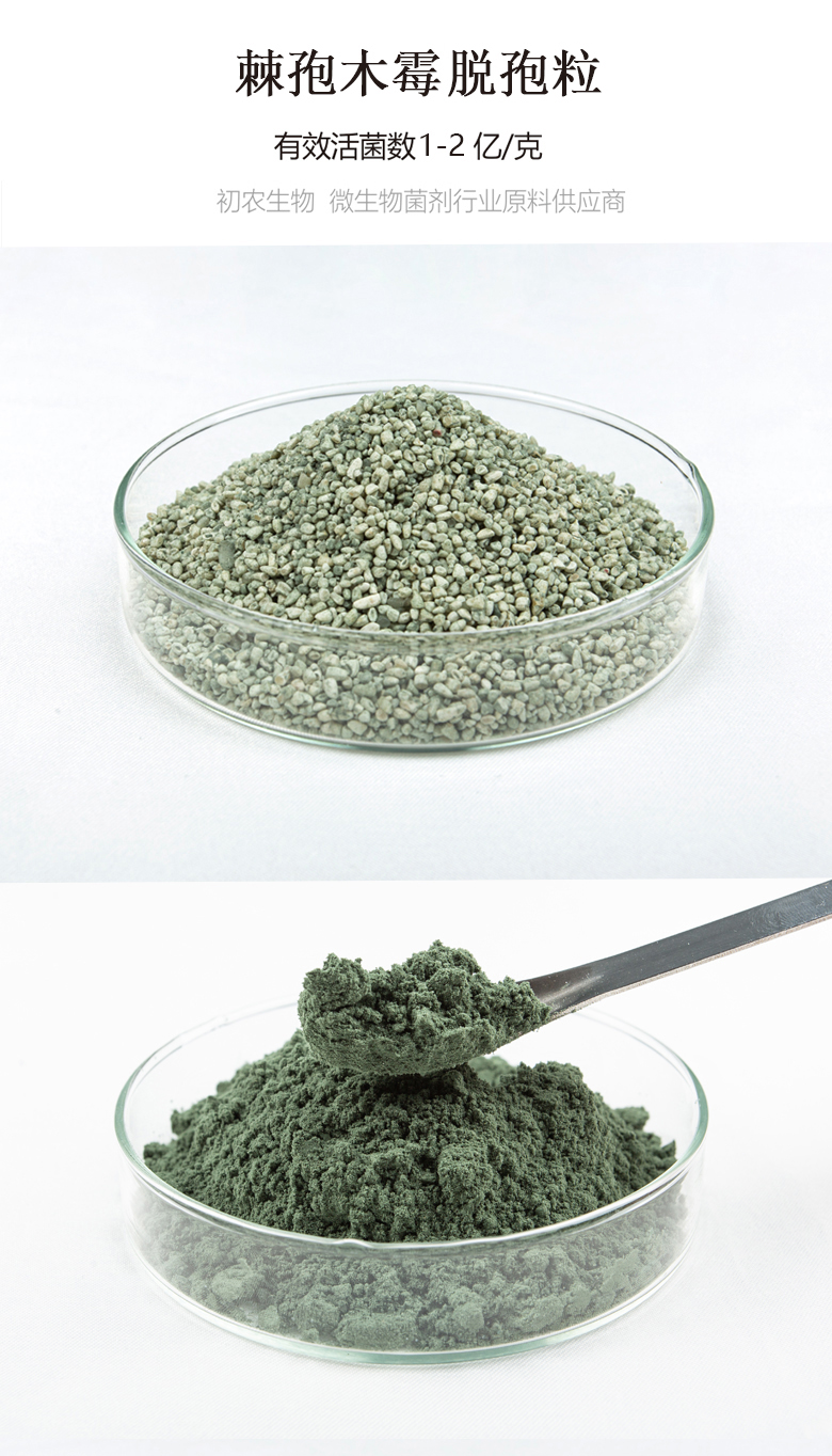 棘孢木霉脫孢粒(木霉類)(圖1) 棘孢木霉脫孢粒(木霉類)(圖1)