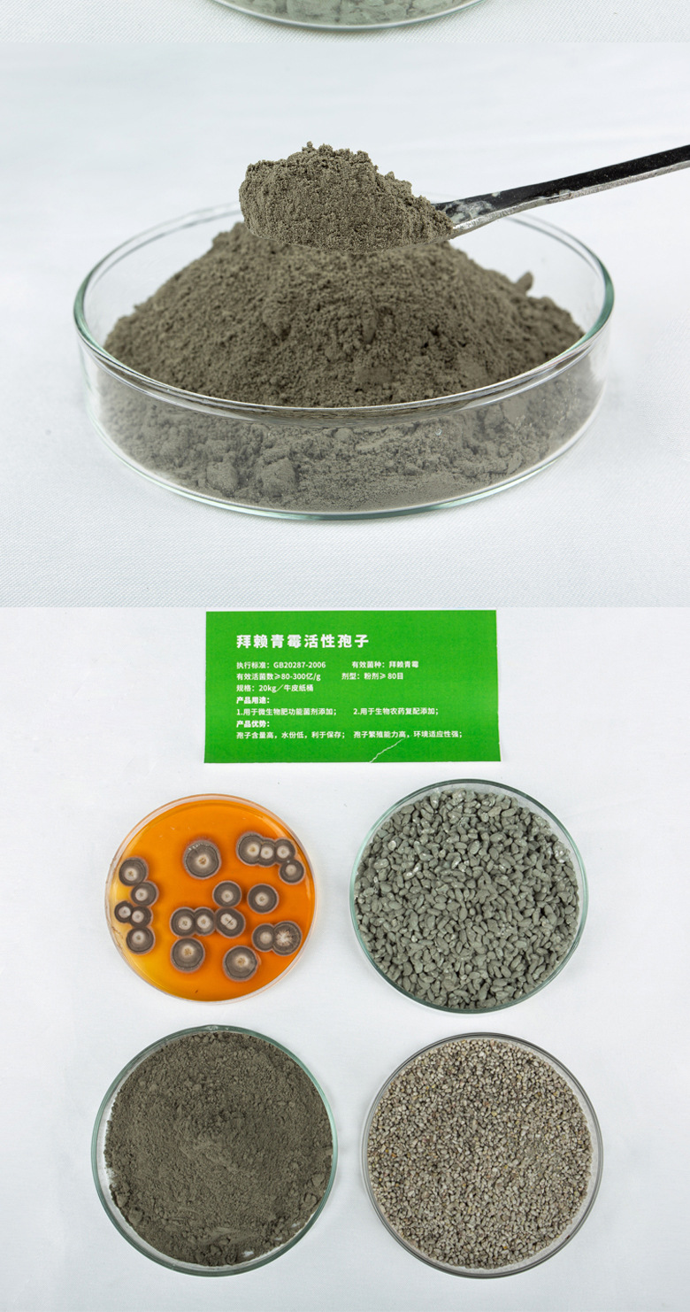 拜賴(lài)青霉脫孢粒(青霉類(lèi))(圖2)