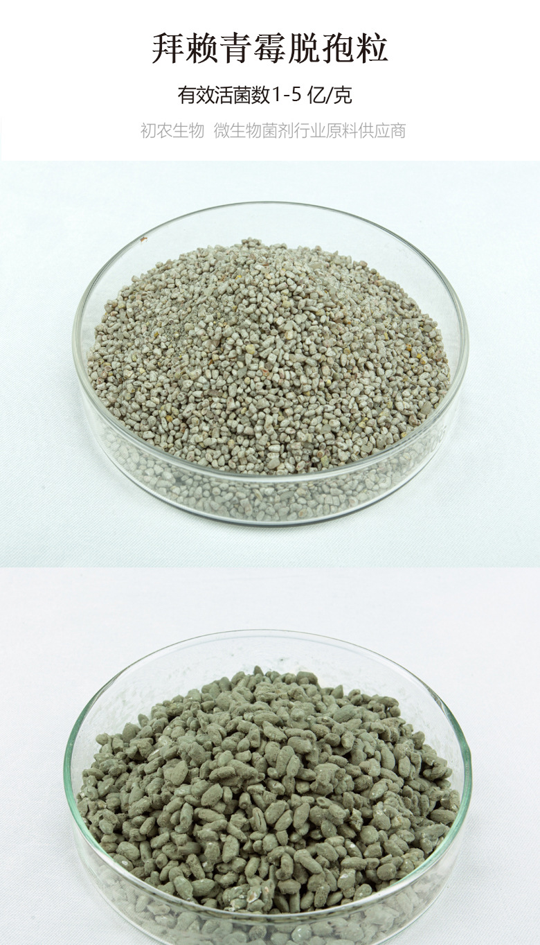 拜賴(lài)青霉脫孢粒(青霉類(lèi))(圖1)